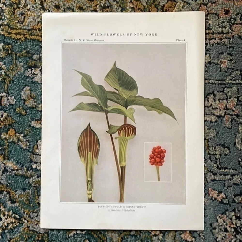 Botanical Plant Print Original Jack in The Pulpit plant